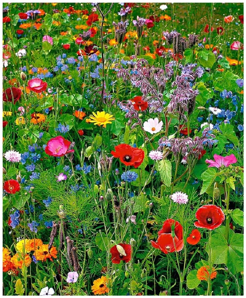 fleurs